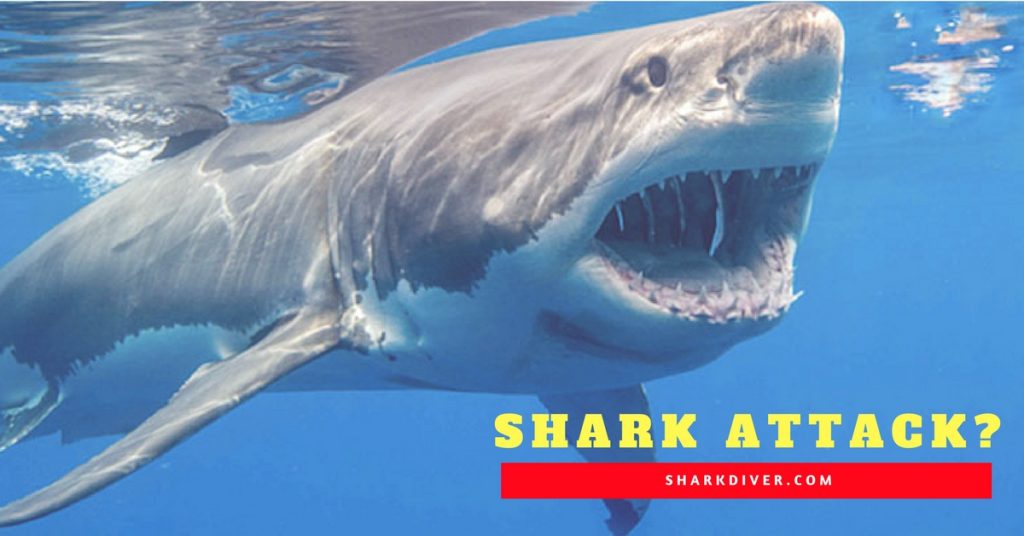 Why Do Sharks Attack From Below